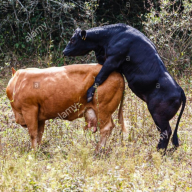 STRONGBULL