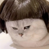 Miss_Meow