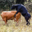 STRONGBULL